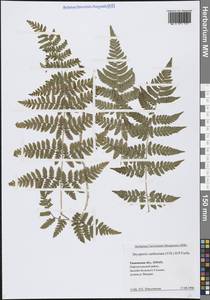 Щитовник картузианский, Щитовник шартрский (Vill.) H.P.Fuchs, Сибирь, Западная Сибирь (S1) (Россия)