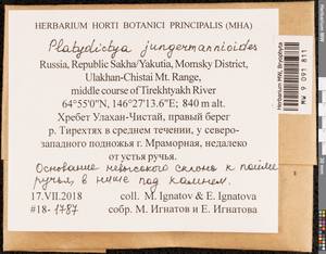 Platydictya jungermannioides (Brid.) H.A. Crum, Гербарий мохообразных, Мхи - Якутия (B19) (Россия)