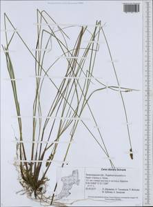 Осока двутычинковая Schrank, Восточная Европа, Северо-Западный район (E2) (Россия)