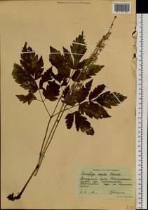 Клопогон простой (DC.) Wormsk. ex Fisch. & C.A.Mey., Сибирь, Дальний Восток (S6) (Россия)