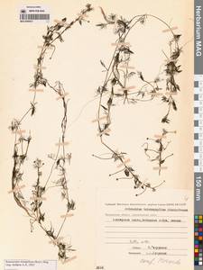 Ranunculus mongolicus (Krylov) Serg., Сибирь, Чукотка и Камчатка (S7) (Россия)