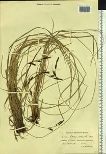 Осока Шмидта Meinsh., Сибирь, Чукотка и Камчатка (S7) (Россия)