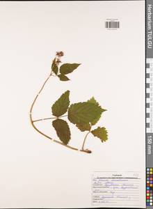 Малина обыкновенная L., Восточная Европа, Центральный район (E4) (Россия)