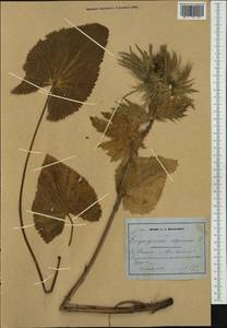 Eryngium alpinum L., Западная Европа (EUR) (Швейцария)