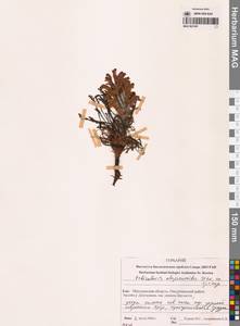 Мытник лисохвостый Steven ex Spreng., Сибирь, Чукотка и Камчатка (S7) (Россия)