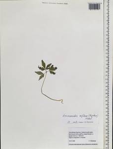 Ветреница отогнутая Steph. & Willd., Сибирь, Прибайкалье и Забайкалье (S4) (Россия)