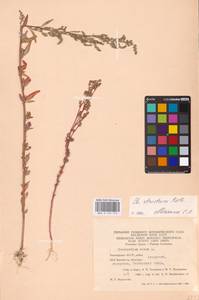 Chenopodium betaceum Andrz., Восточная Европа, Восточный район (E10) (Россия)