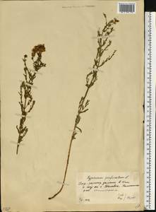 Зверобой продырявленный L., Восточная Европа, Нижневолжский район (E9) (Россия)