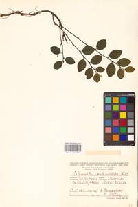 Кизильник рыхлоцветковый (J.Jacq.) Lindl., Восточная Европа, Восточный район (E10) (Россия)