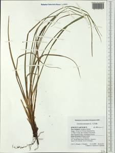 Carex uncinata L.f., Австралия и Океания (AUSTR) (Новая Зеландия)