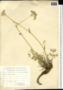 Вздутоплодник волосистый (Turcz. ex Fisch. & C.A.Mey.) Turcz. ex Ledeb., Сибирь, Чукотка и Камчатка (S7) (Россия)