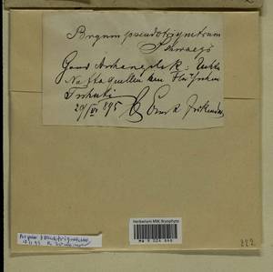 Ptychostomum pseudotriquetrum (Hedw.) J.R. Spence & H.P. Ramsay, Гербарий мохообразных, Мхи - Архангельская и Вологодская области, Коми, Ненецкий АО (B7) (Россия)