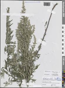 Полынь Аржи, Полынь Арги H.Lév. & Vaniot, Восточная Европа, Волжско-Камский район (E7) (Россия)