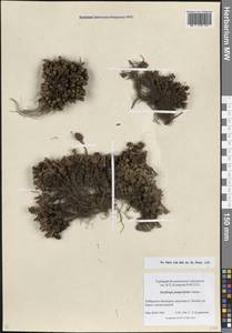 Камнеломка можжевельниколистная Adams, Кавказ, Ставропольский край, Карачаево-Черкесия, Кабардино-Балкария (K1b) (Россия)