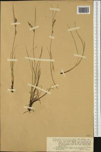 Carex distachya Desf., Западная Европа (EUR) (Польша)