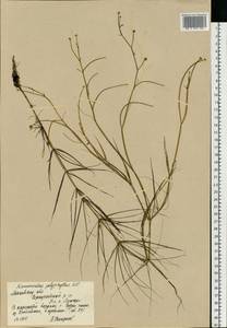 Лютик многолистный Waldst. & Kit. ex Willd., Восточная Европа, Московская область и Москва (E4a) (Россия)