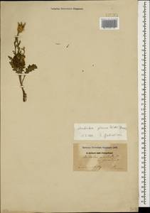 Амбербоа сизая (Willd.) Grossh., Кавказ, Дагестан (K2) (Россия)