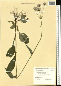 Пепельник оранжевый (Hoppe ex Willd.) Griseb. & Schenk, Восточная Европа, Западно-Украинский район (E13) (Украина)