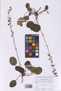 Грушанка круглолистная L., Восточная Европа, Московская область и Москва (E4a) (Россия)