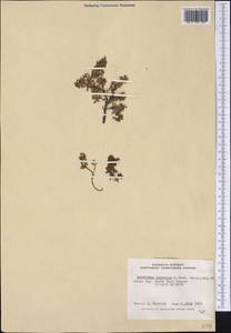 Кальмия лежачая (L.) Gift, Kron & P. F. Stevens, Америка (AMER) (Канада)