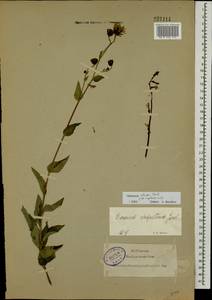 Hieracium sabaudum subsp. sabaudum, Восточная Европа, Северо-Западный район (E2) (Россия)