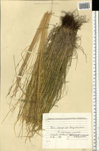 Овес, Восточная Европа, Восточный район (E10) (Россия)