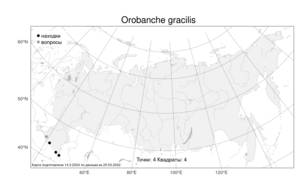 Orobanche gracilis, Заразиха тонкая Sm., Атлас флоры России (FLORUS) (Россия)