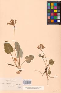 Primula × polyantha Mill., Западная Европа (EUR) (Хорватия)