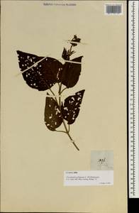 Clerodendrum chinense (Osbeck) Mabb., Зарубежная Азия (ASIA) (Филиппины)