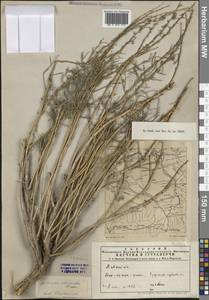Полынь песчаная DC., Средняя Азия и Казахстан, Муюнкумы, Прибалхашье и Бетпак-Дала (M9) (Казахстан)
