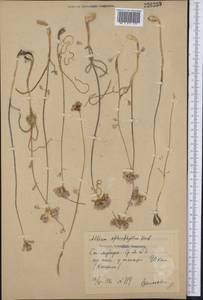 Allium ophiophyllum Vved., Средняя Азия и Казахстан, Сырдарьинские пустыни и Кызылкумы (M7) (Таджикистан)