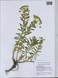 Молочай степной Zoz ex Prokh., Восточная Европа, Ростовская область (E12a) (Россия)