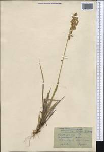 Anthoxanthum nitens (Weber) Y.Schouten & Veldkamp, Средняя Азия и Казахстан, Северный и Центральный Казахстан (M10) (Казахстан)