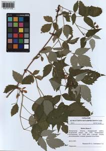 Малина обыкновенная L., Сибирь, Алтай и Саяны (S2) (Россия)