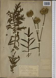 Centaurea calocephala Willd., Ботанические сады и дендрарии (GARD)