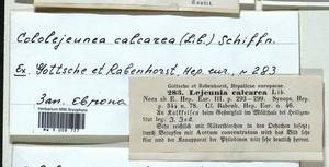 Cololejeunea calcarea (Lib.) Steph., Гербарий мохообразных, Мхи - Западная Европа (BEu) (Австрия)