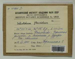 Schistidium flaccidum (De Not.) Ochyra, Гербарий мохообразных, Мхи - Северный Кавказ и Предкавказье (B12) (Россия)