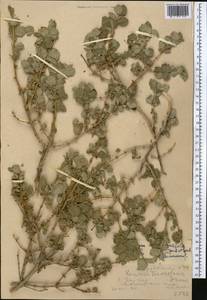 Жимолость монетолистная Jaub. & Spach, Средняя Азия и Казахстан, Западный Тянь-Шань и Каратау (M3) (Казахстан)