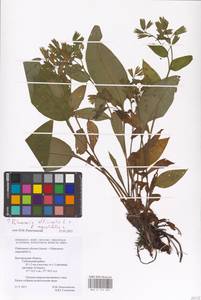 MHA 0 152 890, Pulmonaria officinalis × angustifolia, Восточная Европа, Центральный лесостепной район (E6) (Россия)