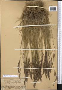 Мятлик оттянутый Trin., Средняя Азия и Казахстан, Западный Тянь-Шань и Каратау (M3) (Казахстан)