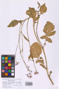 Редька посевная L., Восточная Европа, Московская область и Москва (E4a) (Россия)