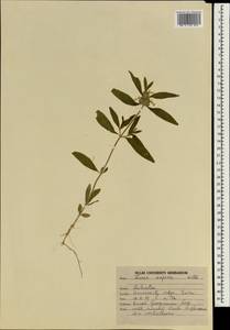 Leucas aspera (Willd.) Link, Зарубежная Азия (ASIA) (Индия)