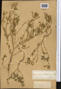 Гелиотроп эллиптический Ledeb., Средняя Азия и Казахстан, Муюнкумы, Прибалхашье и Бетпак-Дала (M9) (Казахстан)