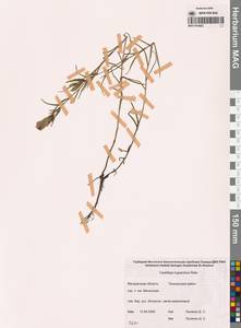 Кастиллея гипарктическая Rebrist., Сибирь, Чукотка и Камчатка (S7) (Россия)