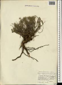 Чабрец Кочи Boiss. & Hohen., Кавказ, Азербайджан (K6) (Азербайджан)