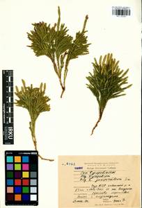 Dendrolycopodium juniperoideum (Sw.) A. Haines, Сибирь, Прибайкалье и Забайкалье (S4) (Россия)