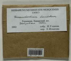Dicranodontium denudatum (Brid.) E. Britton, Гербарий мохообразных, Мхи - Западная Европа (BEu) (Германия)
