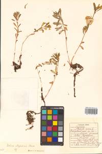 Rhodiola stephani (Cham.) Trautv. & Mey., Сибирь, Дальний Восток (S6) (Россия)