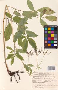 Бутень ароматный L., Восточная Европа, Западный район (E3) (Россия)