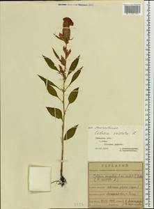 Celosia argentea f. cristata (L.) Schinz, Восточная Европа, Центральный лесостепной район (E6) (Россия)